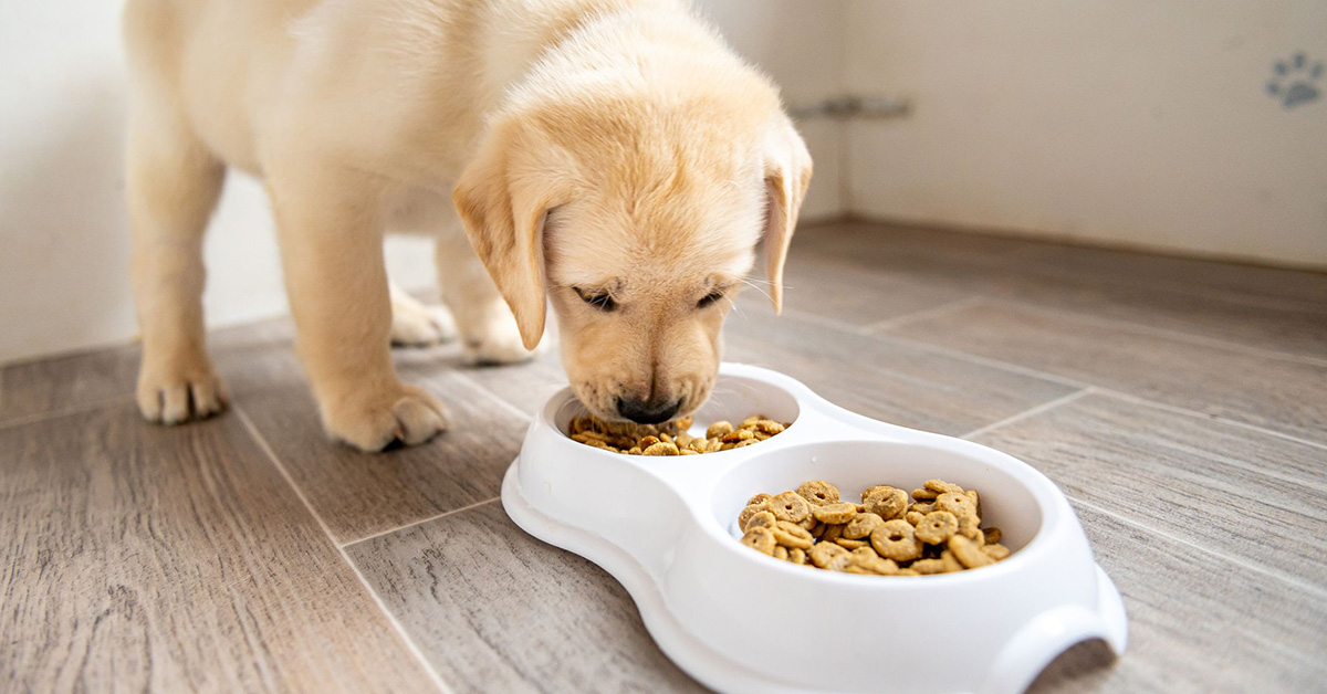 Dierbenodigdheden Verkoop -Dierbenodigdheden Verkoop 1