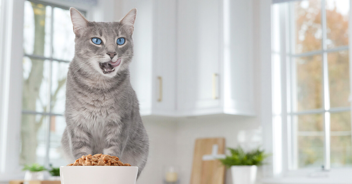 Dierbenodigdheden Verkoop -Dierbenodigdheden Verkoop 2