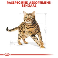Royal Canin Bengal Adult Kattenvoer 2kg -Dierbenodigdheden Verkoop Royal Canin Bengal Kat NL 3