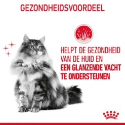 Royal Canin Hair & Skin Care Kattenvoer 2kg 18 Royal Canin Hair & Skin Care Kattenvoer 2kg -Dierbenodigdheden Verkoop Royal Canin Hair Skin Care Kat NL 07