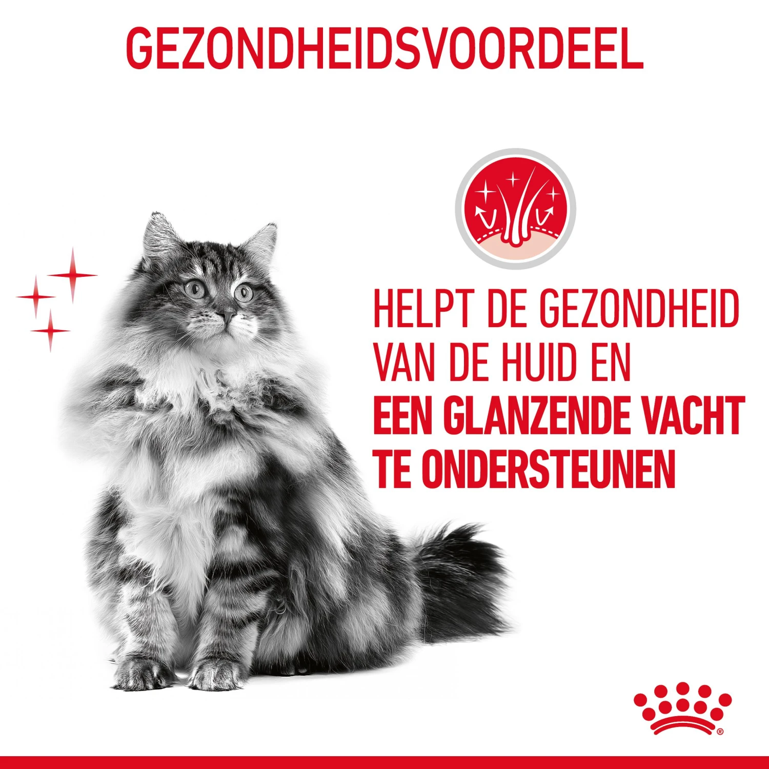 Royal Canin Hair & Skin Care Kattenvoer 2kg 7 Royal Canin Hair & Skin Care Kattenvoer 2kg - Afbeelding 7