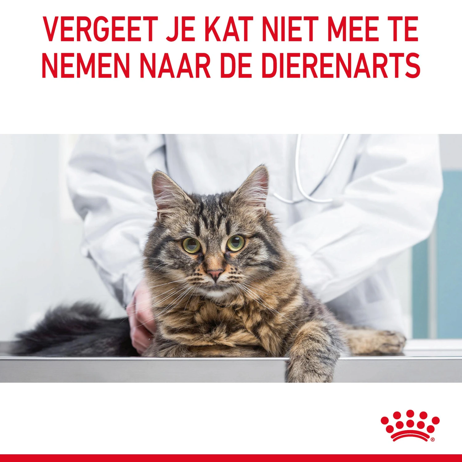 Royal Canin Hair & Skin Care Kattenvoer 2kg 11 Royal Canin Hair & Skin Care Kattenvoer 2kg - Afbeelding 11