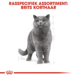 Royal Canin British Shorthair 34 - Kattenvoer - 4kg -Dierbenodigdheden Verkoop rc fbn britishsh cv eretailkit 1 nl nl 1