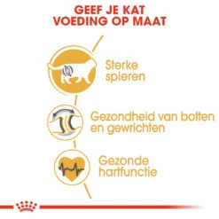Royal Canin British Shorthair 34 - Kattenvoer - 4kg -Dierbenodigdheden Verkoop rc fbn britishsh cv eretailkit 3 nl nl 1