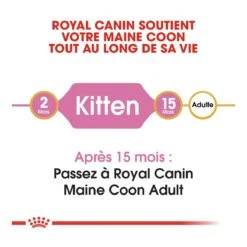 Royal Canin Maine Coon Kitten Kat 10kg 13 Royal Canin Maine Coon Kitten Kat 10kg -Dierbenodigdheden Verkoop royal canin maine coon kitten maine coon kitten 4