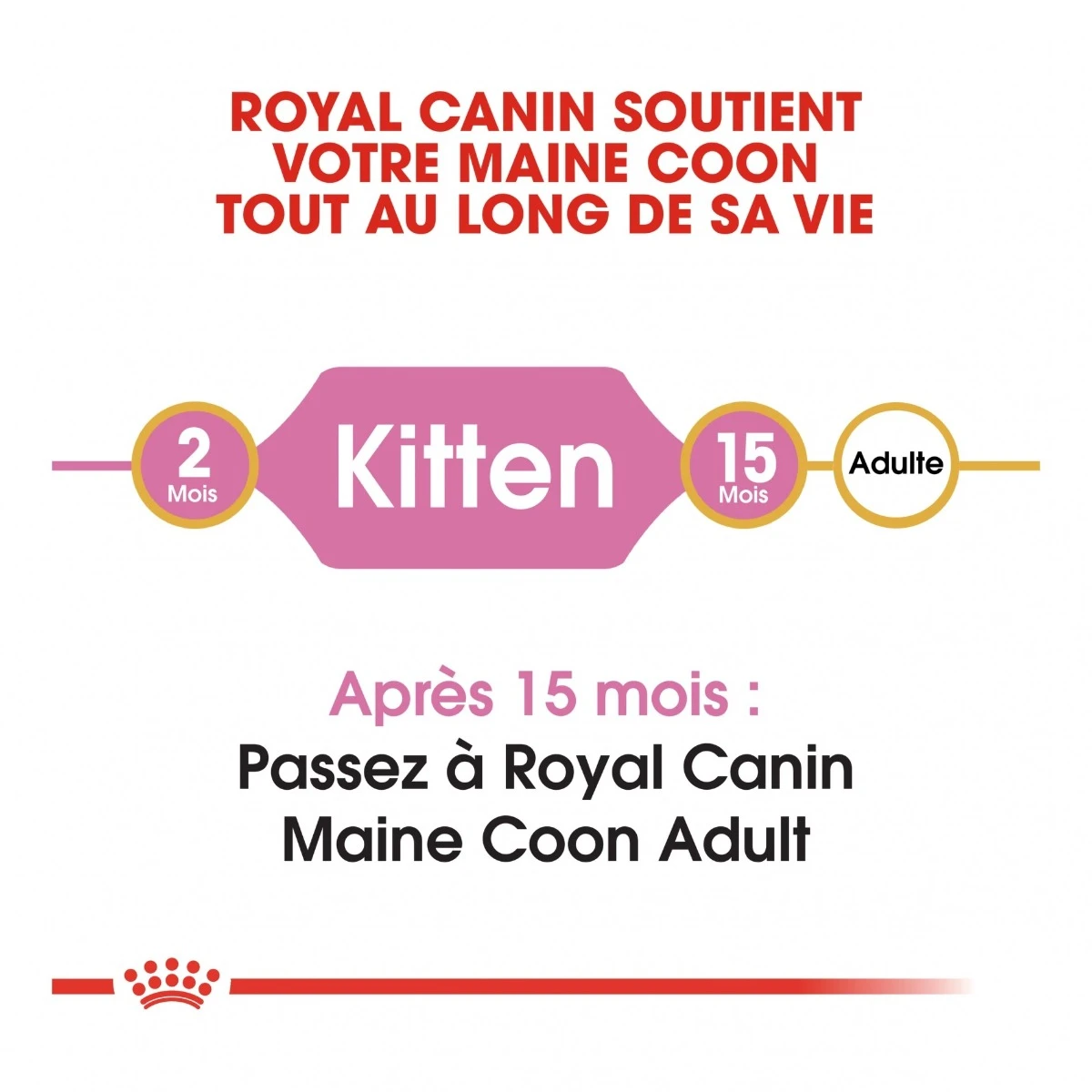 Royal Canin Maine Coon Kitten Kat 10kg 6 Royal Canin Maine Coon Kitten Kat 10kg - Afbeelding 6